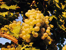 アテムス 日本リカー株式会社