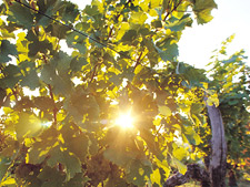 アテムス 日本リカー株式会社