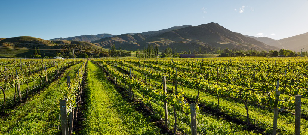 マウント・ディフィカルティ・ワインズ｜日本リカー株式会社